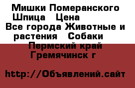 Мишки Померанского Шпица › Цена ­ 60 000 - Все города Животные и растения » Собаки   . Пермский край,Гремячинск г.